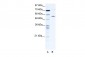 CCT4 antibody - C-terminal region